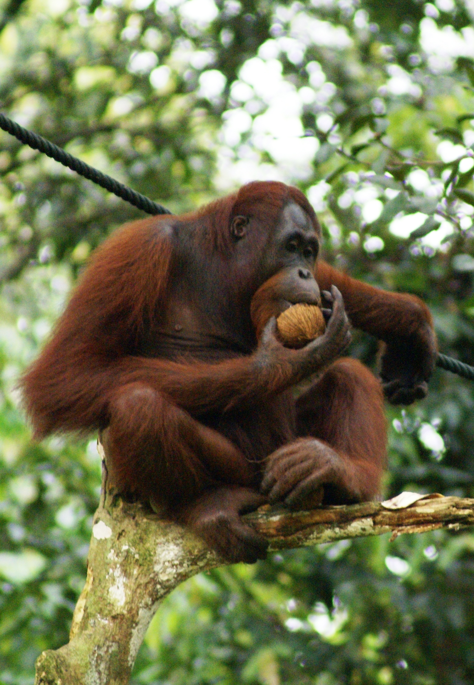 Relokasi Orangutan Di Ragunan, Yayasan SCORPION Beri Penghargaan BKSDA Jakarta