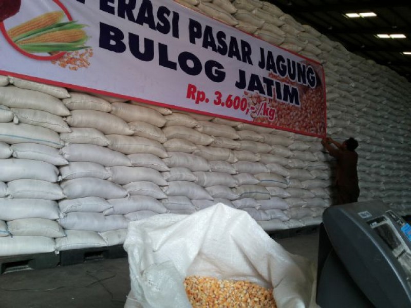 Bulog OP Jagung Bantu Pengusaha Pakan Ternak