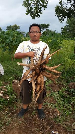 Petani Singkong Terancam Gulung Tikar, HIPSINDO Tolak Pemerintah Impor Tepung Tapioka