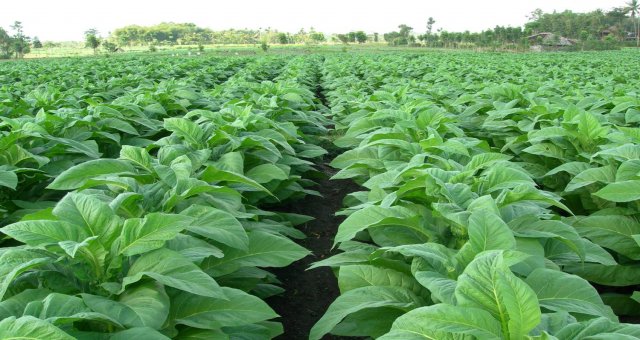 Cuaca Buruk, Produksi Tembakau Jatim Turun