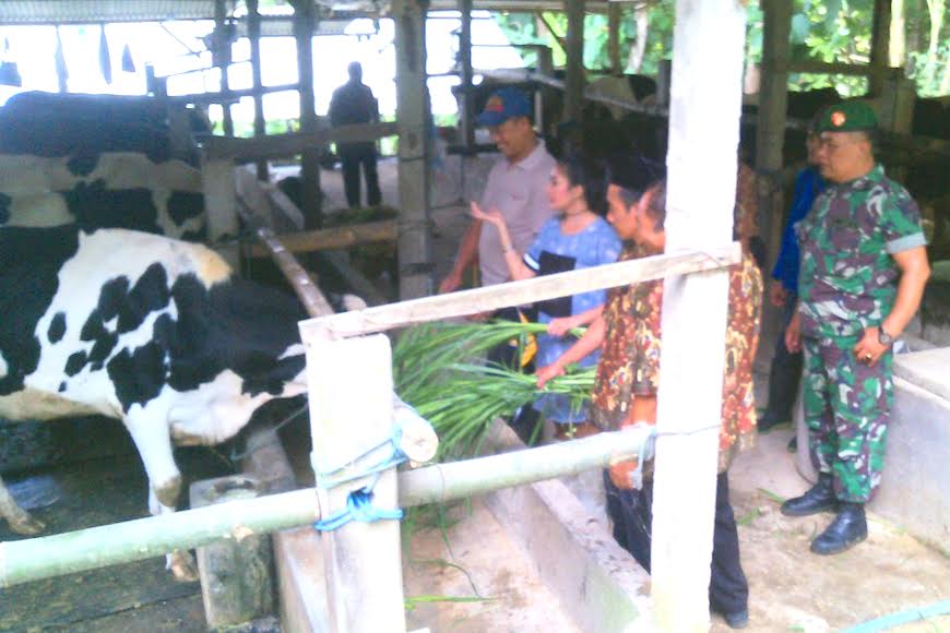 Salurkan Kepedulian, Koramil Bakung Monitor Para Peternak Sapi