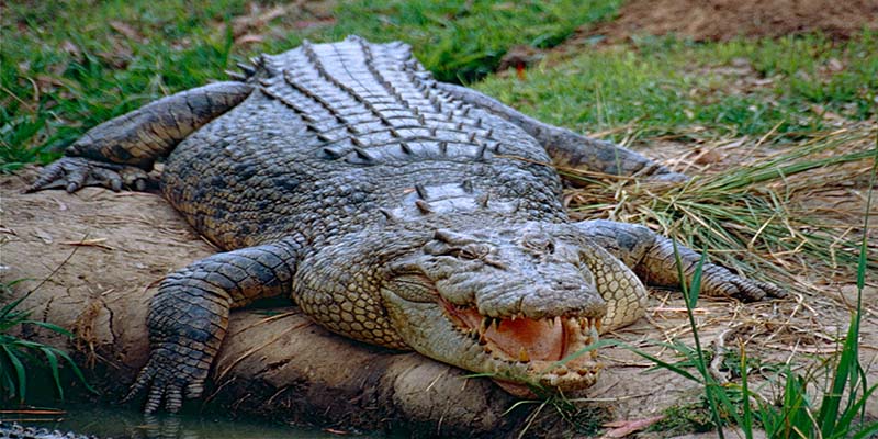 Serangan Buaya Meningkat, Warga Sekitar Sungai Waspada