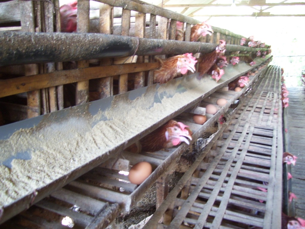 Dilarang Gunakan Imbuhan Pakan Ternak, Produksi Ternak Ayam Di Blitar Menurun Drastis