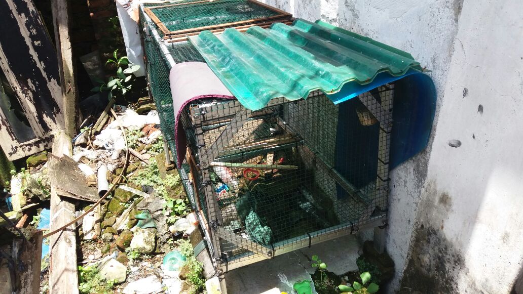 Diduga Siluman, Ular Piton di Keputran Pasar Lenyap dari Kandang