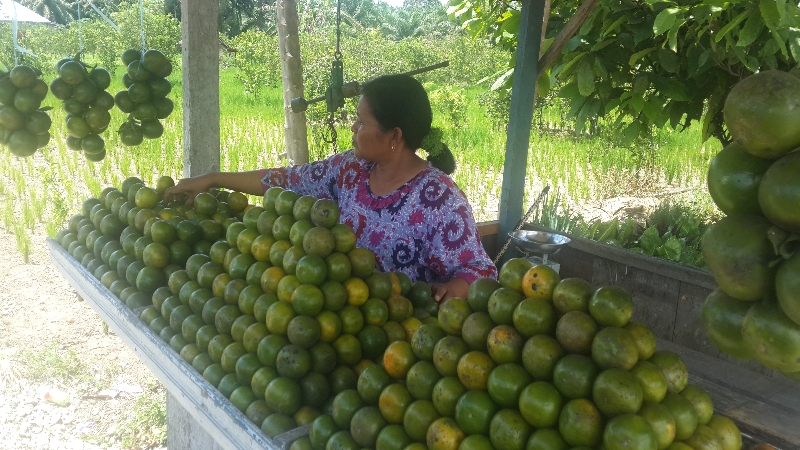 Jika ke Sumatera Barat, Jangan Lupa Cicipi Jeruk Pasamanan