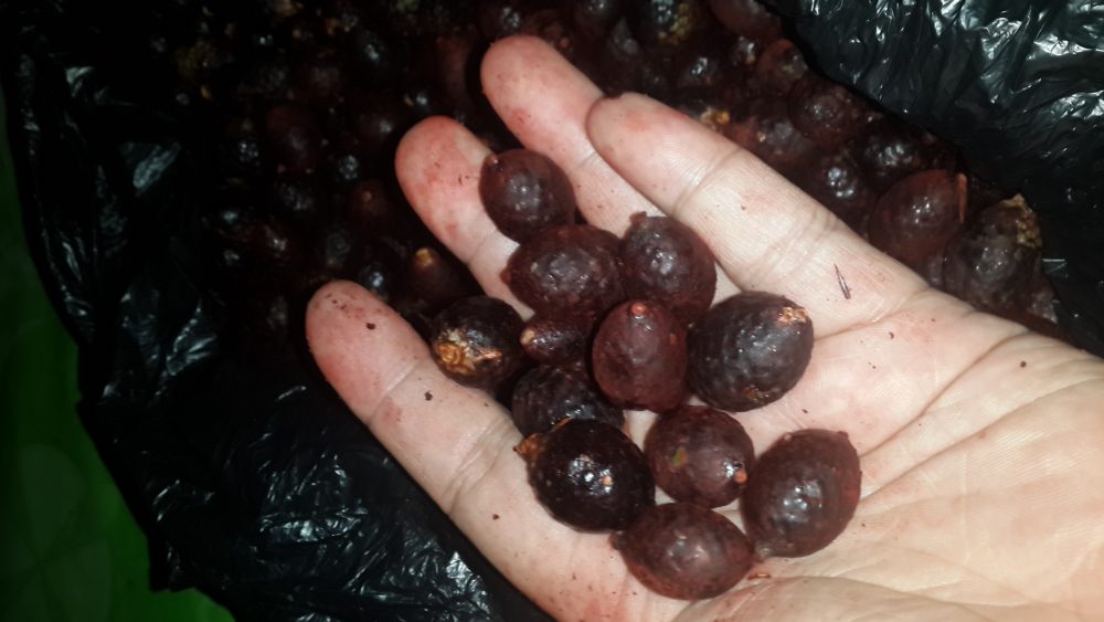 Jernang, Si Buah Merah Yang Harganya Menggoda