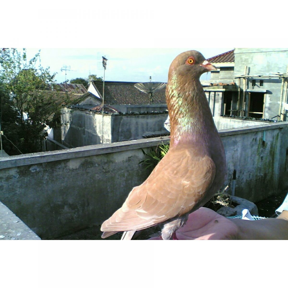 Latih Burung Dara Sebagai Salah Satu Cara Ngabuburit