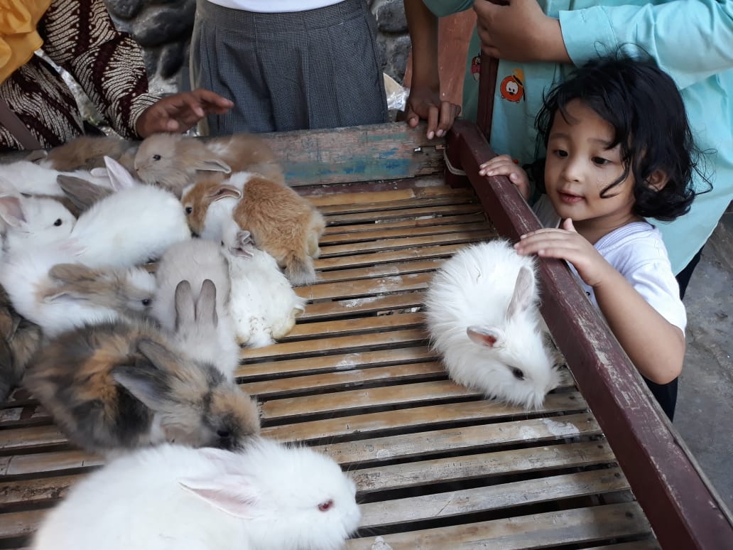 Pelihara Kelinci, Ajarkan Tanggung Jawab Pada Anak