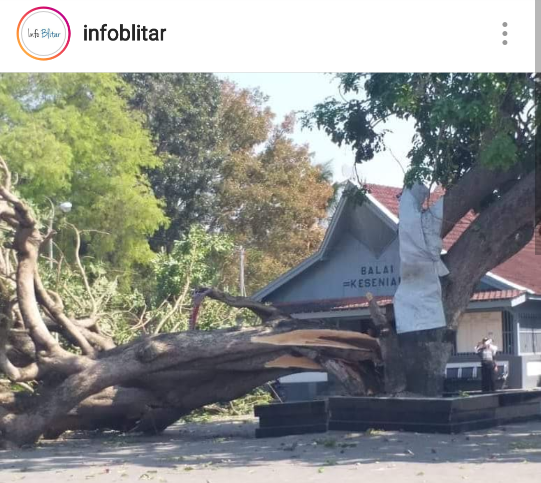 Pohon Besar di Halaman Istana Gebang Blitar Terbelah