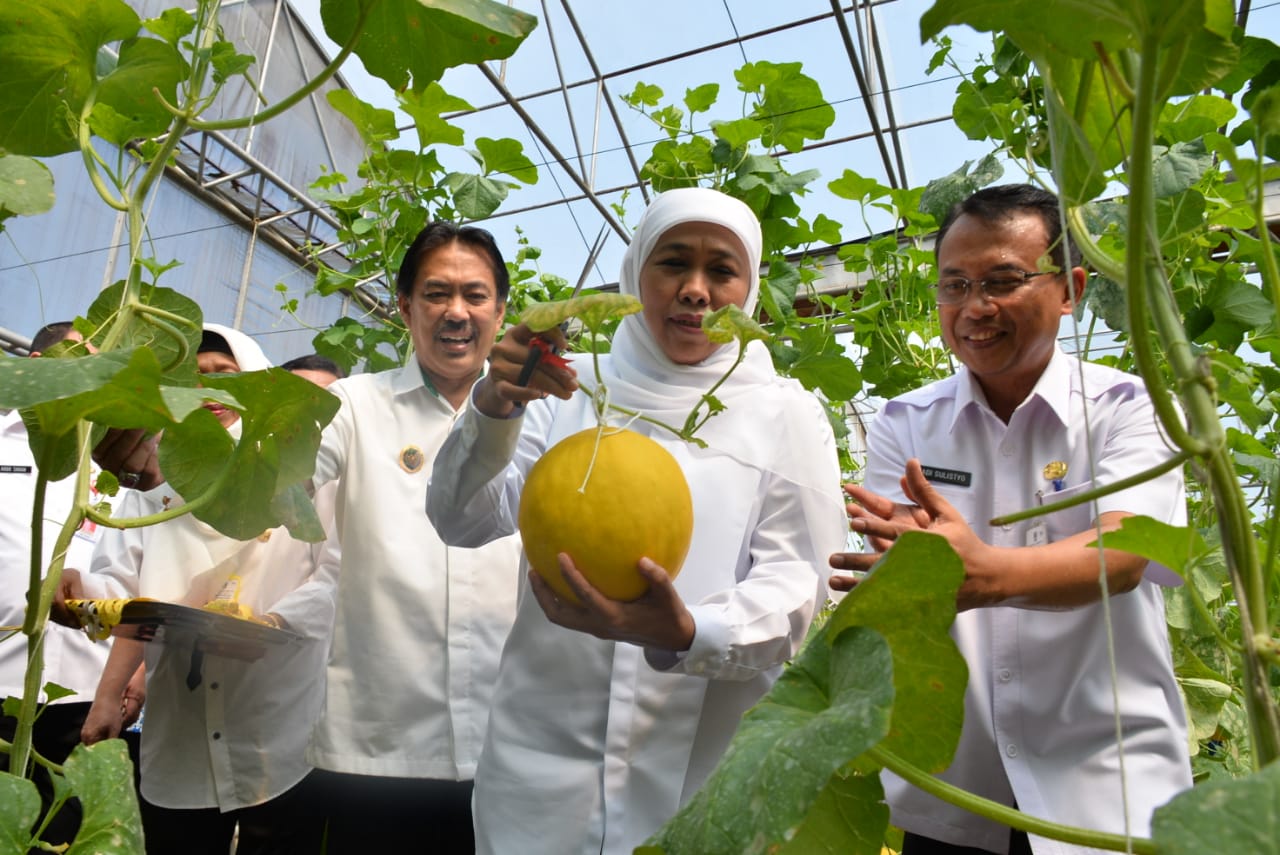Harga Jual Tiga Kali Lipat, Khofifah Ajak Petani Tanam Melon Prima