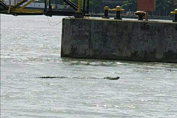 Muncul Buaya di Teluk Penyu Cilacap, Nelayan Resah