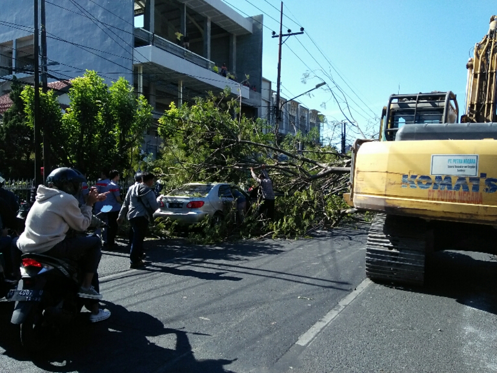 Pohon Tumbang Di Jalan Jemursari Timpa Pengendara