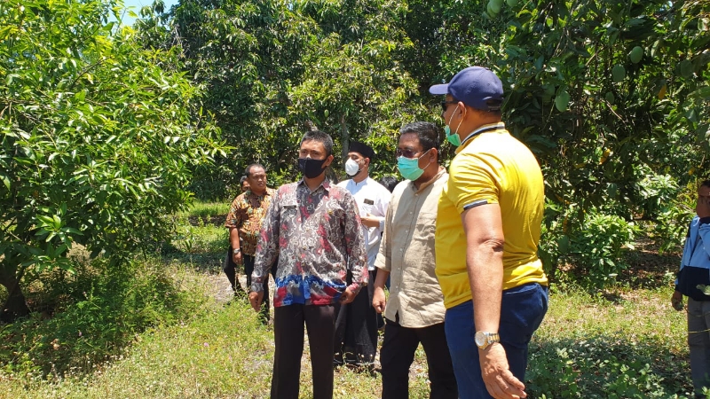 Sentra Mangga Pasuruan Butuh Sentuhan Pemprov Jatim