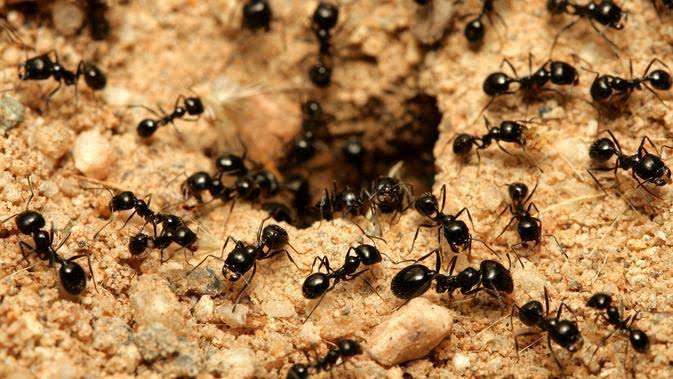 Ilmuwan Belajar pada Semut Gali Terowongan