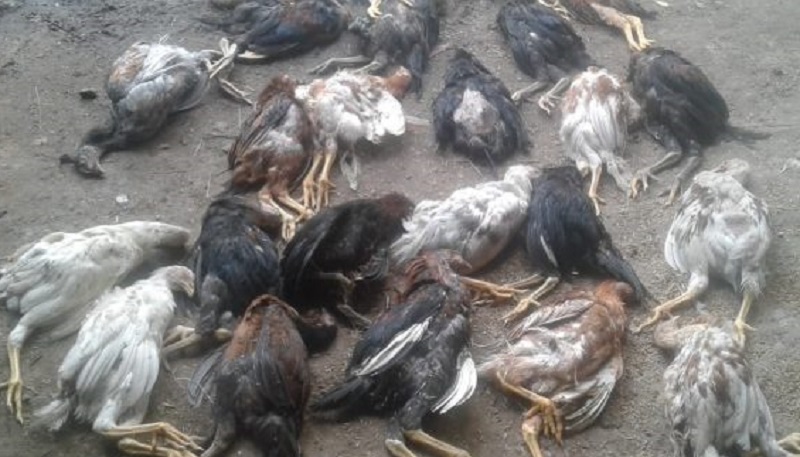 Puluhan Ekor Ayam Mati Gegara Musik Hajatan