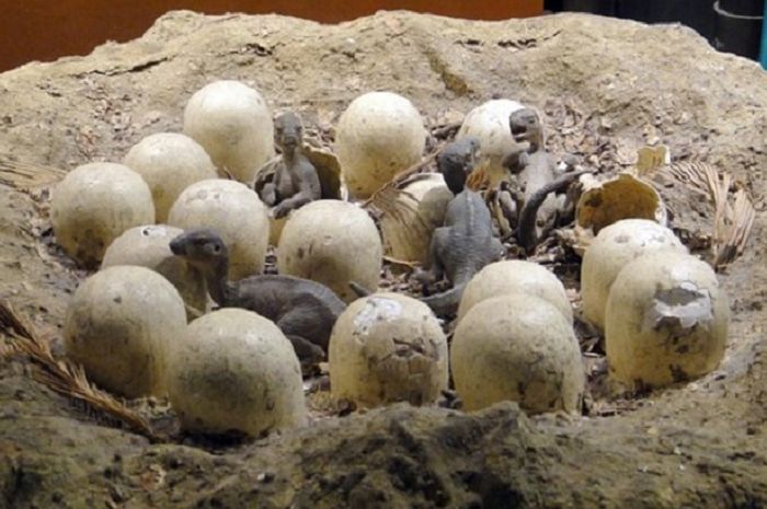 Ditemukan Ratusan Telur Dinosaurus di Patagonia
