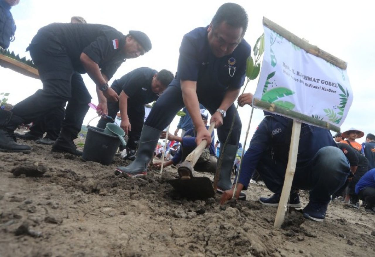 Antisipasi Perubahan Iklim, NasDem Jatim Tanam Ribuan Mangrove di Banyuwangi