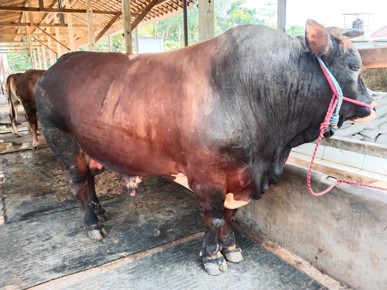 Dzuriyah Bung Karno Kurban 2 Sapi untuk Masyarakat Blitar
